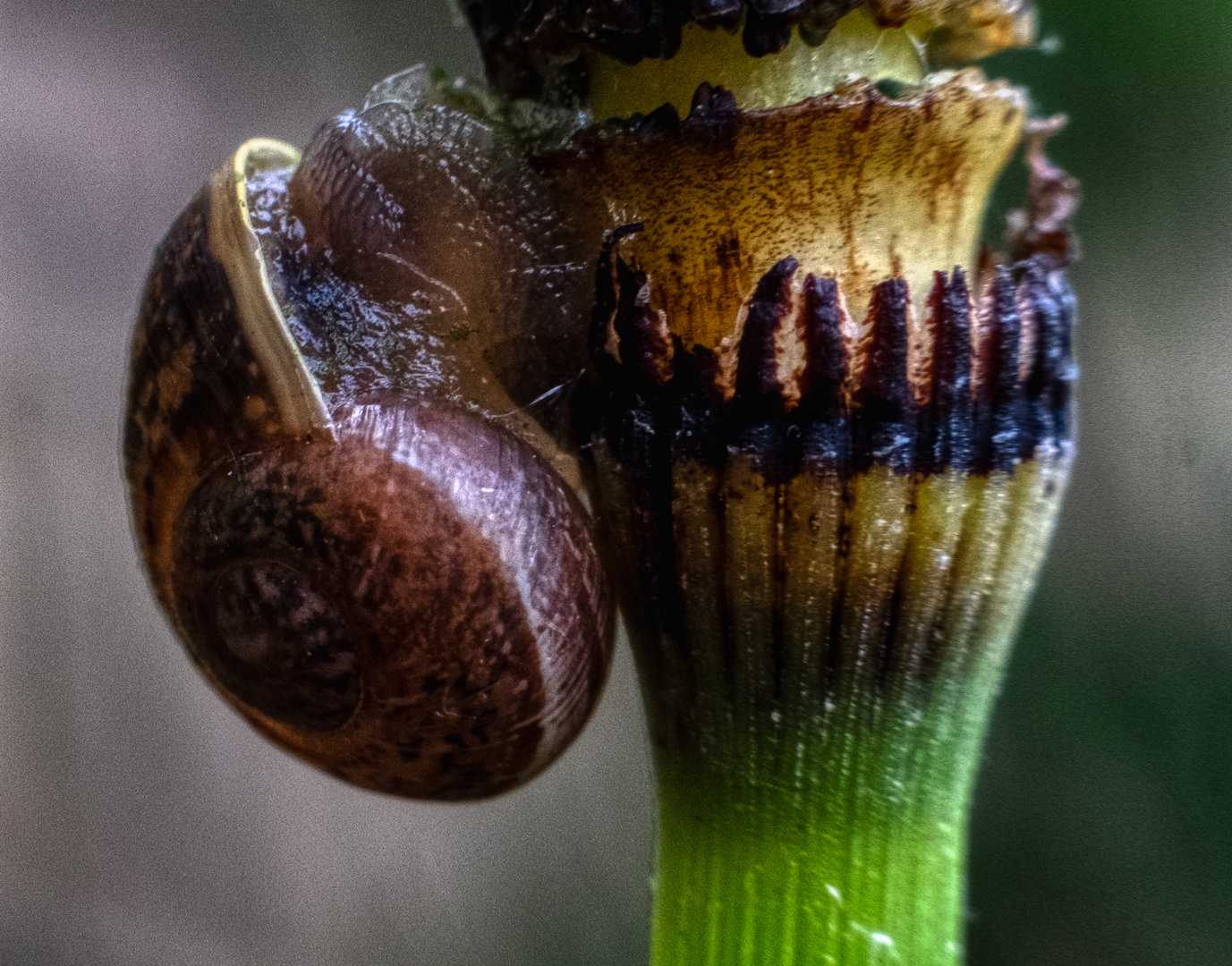 Kleine Schnecke...