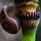 Kleine Schnecke...