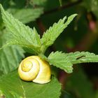 kleine Schnecke