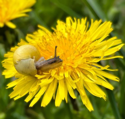 kleine Schnecke