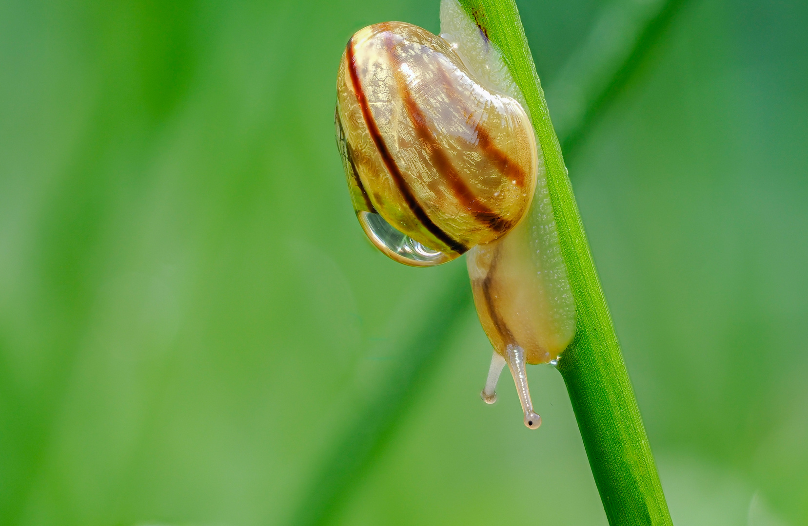 Kleine Schnecke an Binse