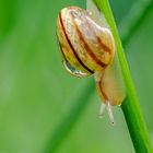 Kleine Schnecke an Binse