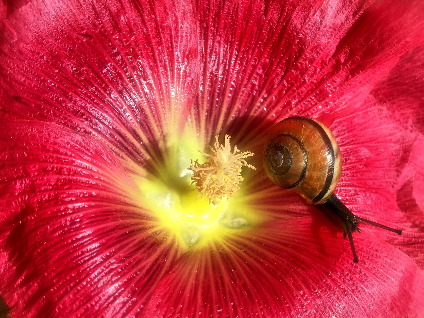 Kleine Schnecke an Malve