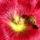 Kleine Schnecke an Malve