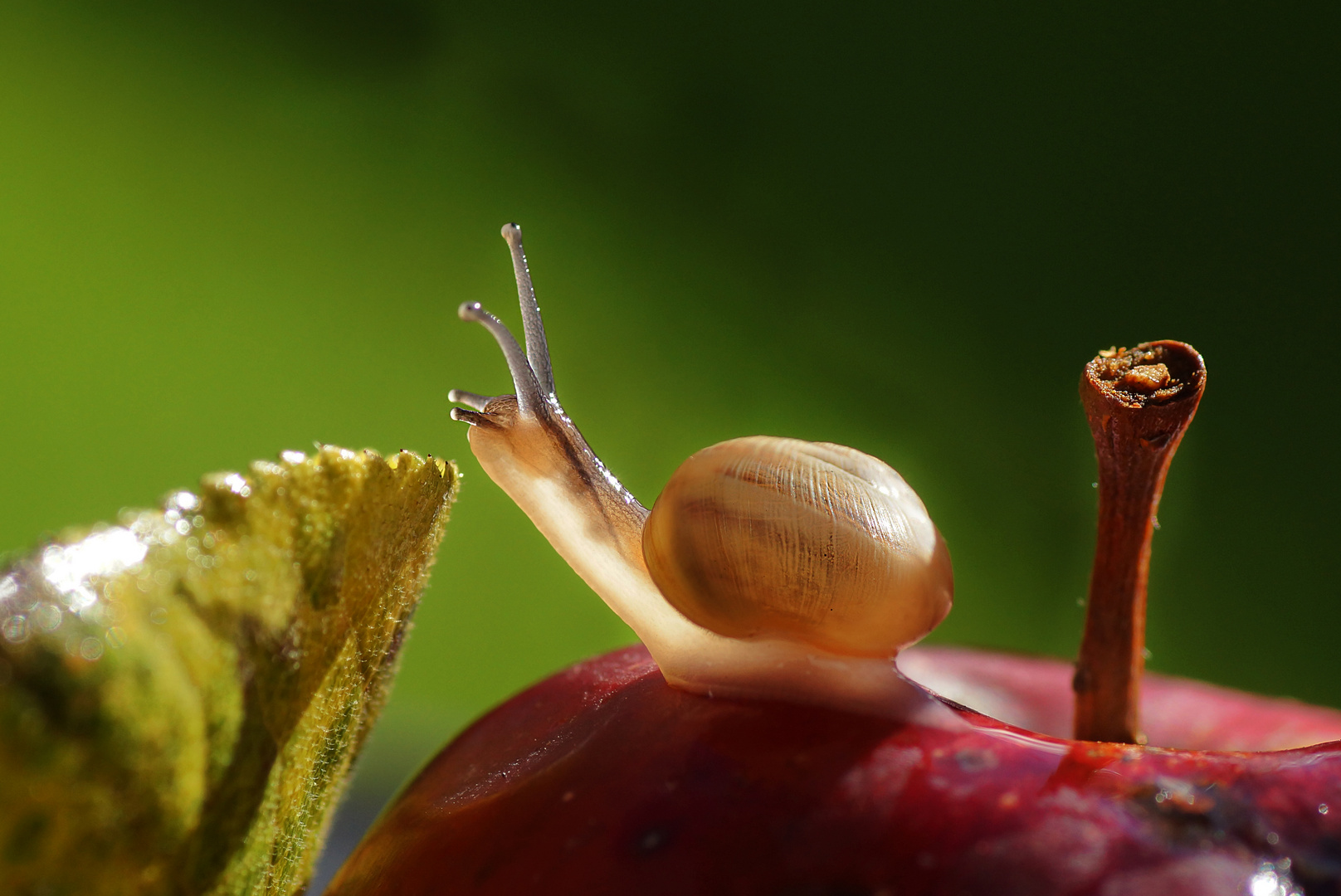 Kleine Schnecke auf Apfel