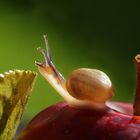 Kleine Schnecke auf Apfel