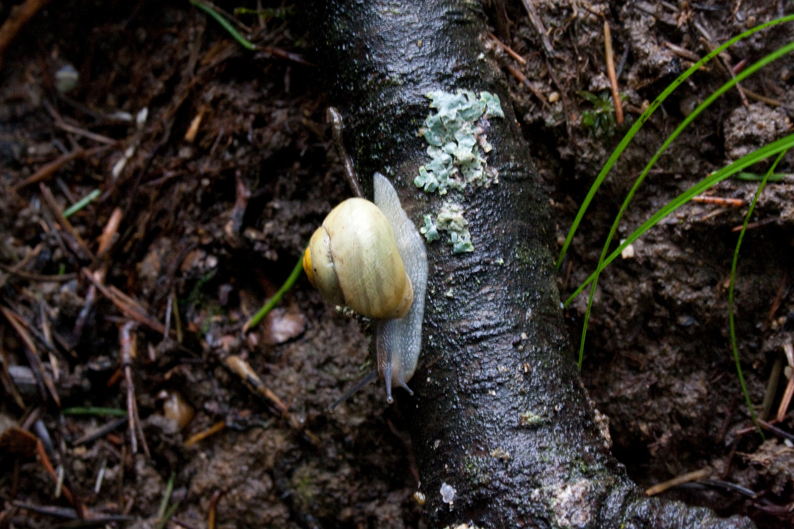 Kleine Schnecke auf Ast nach Regenschauer