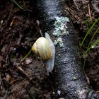 Kleine Schnecke auf Ast nach Regenschauer