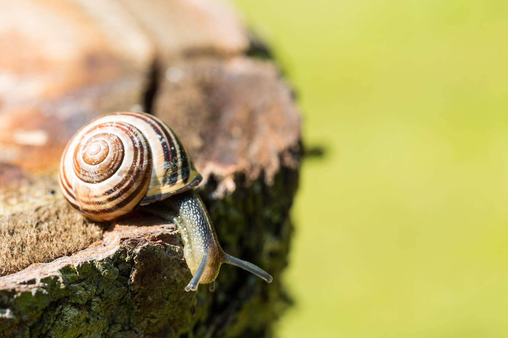 kleine Schnecke auf Baumstamm