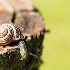 kleine Schnecke auf Baumstamm