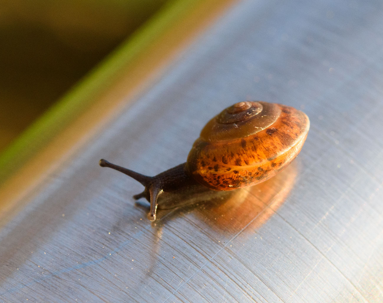 kleine Schnecke auf dem Treppengeländer