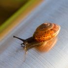 kleine Schnecke auf dem Treppengeländer