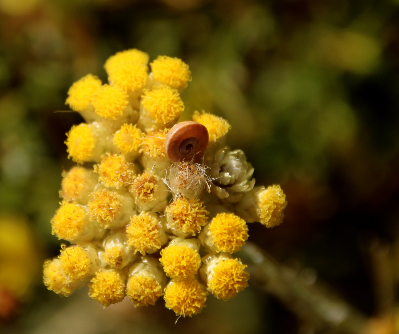 Kleine Schnecke auf gelber Blüte