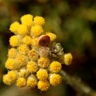 Kleine Schnecke auf gelber Blüte