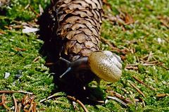 Kleine Schnecke auf großem Zapfen :-))