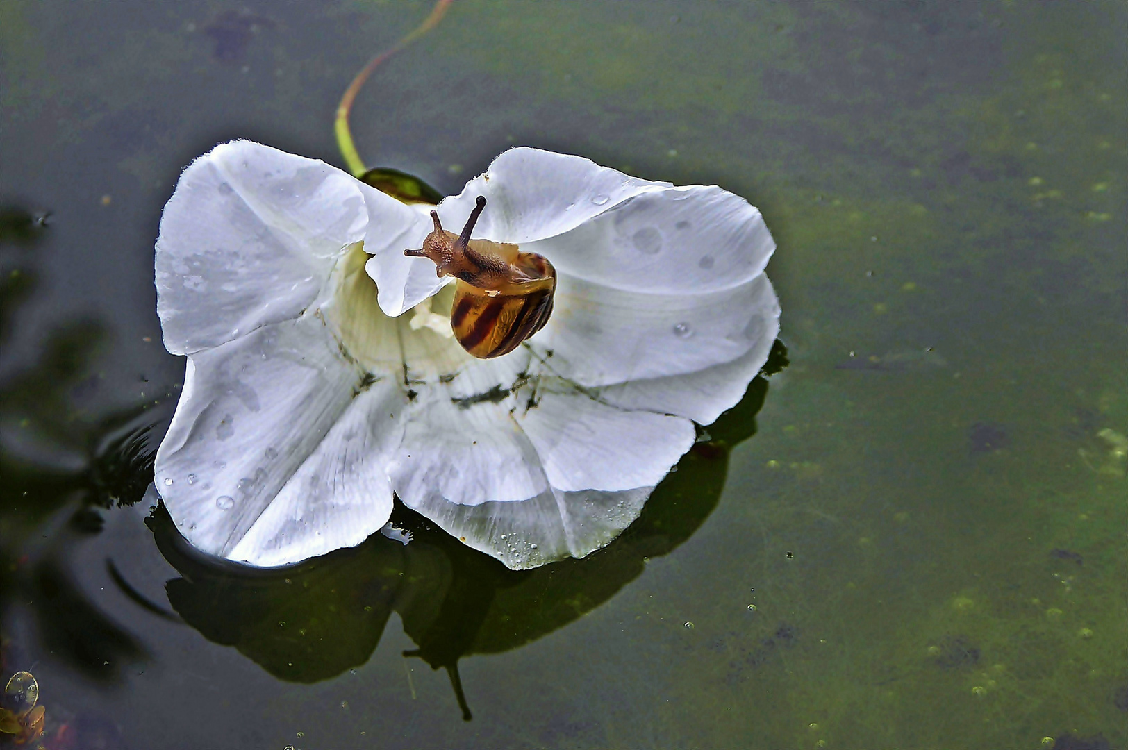 Kleine Schnecke auf grosser Fahrt