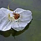 Kleine Schnecke auf grosser Fahrt