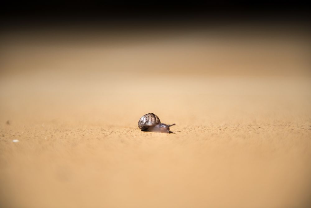 Kleine Schnecke auf großer Tour