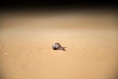 Kleine Schnecke auf großer Tour