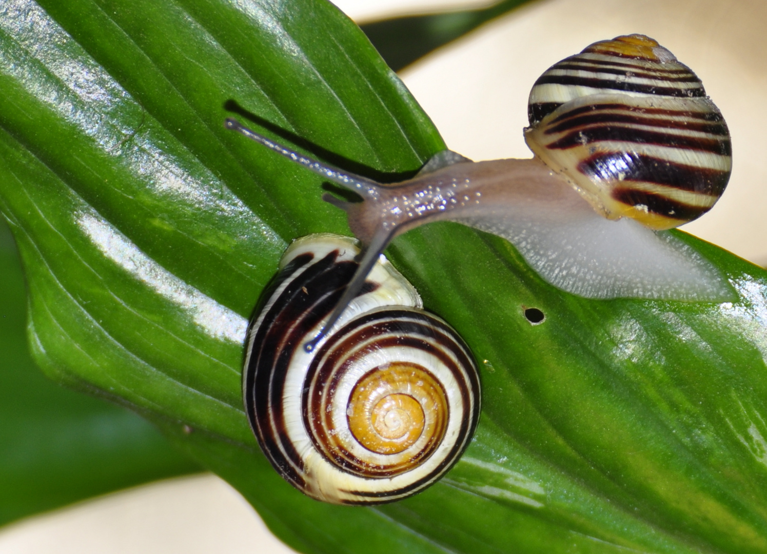 kleine Schnecke auf Partnersuche