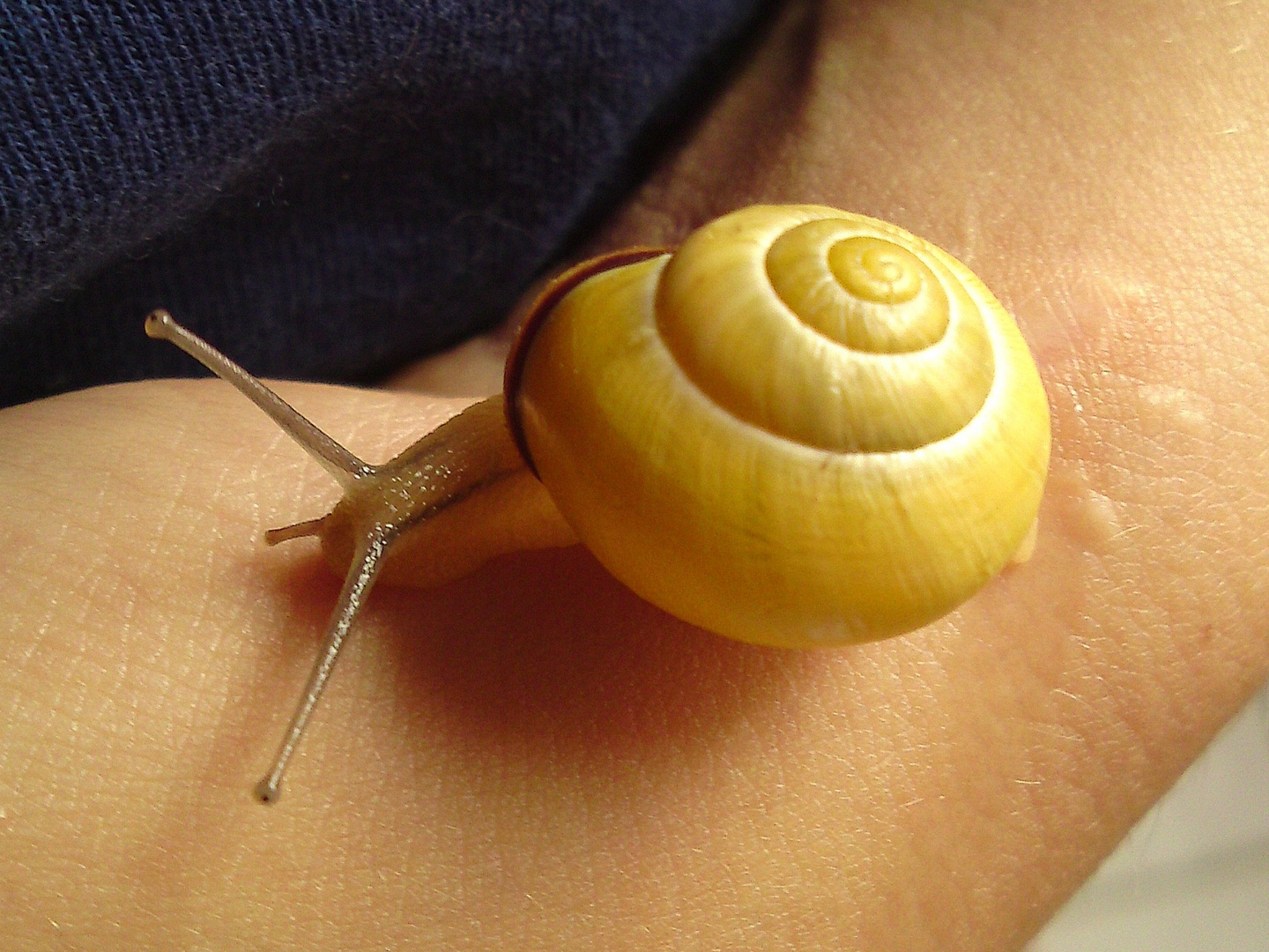 Kleine Schnecke