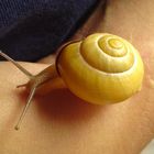 Kleine Schnecke