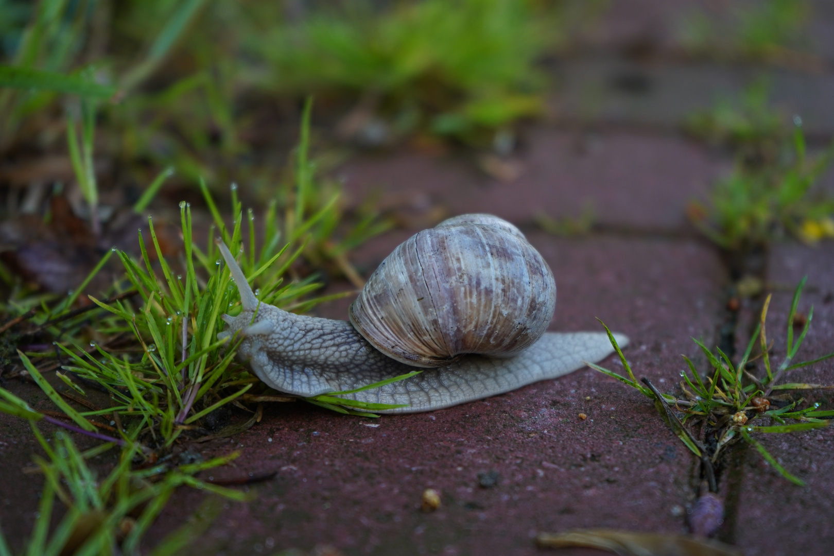 kleine Schnecke