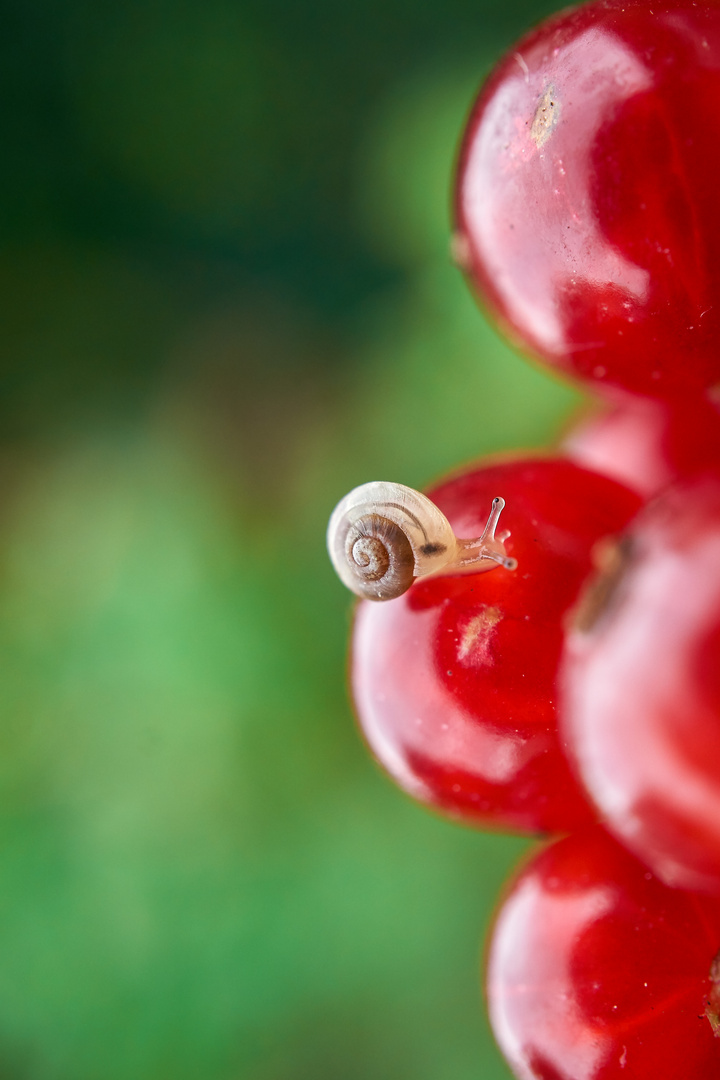 Kleine Schnecke