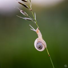 kleine Schnecke