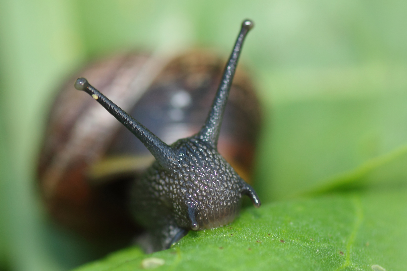 Kleine Schnecke beim Abendessen