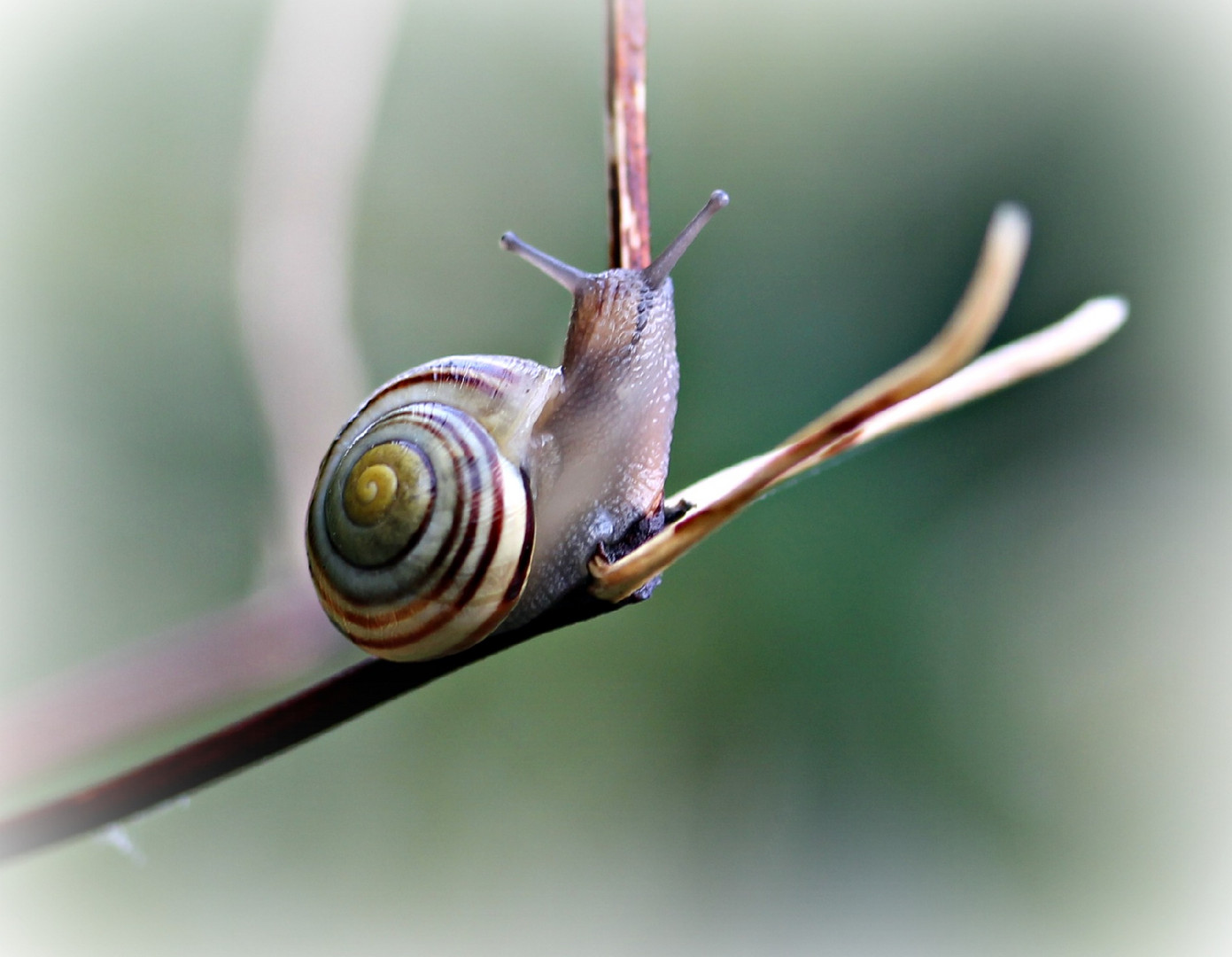 kleine schnecke