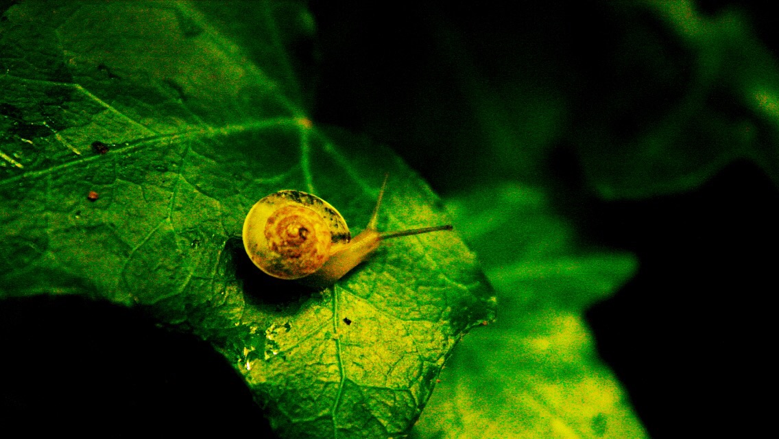 Kleine Schnecke