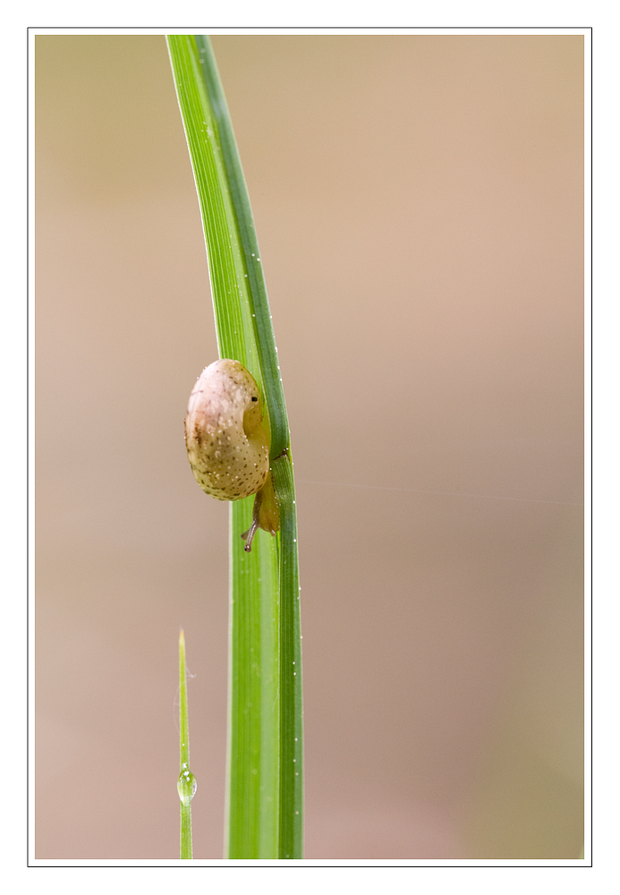 Kleine Schnecke