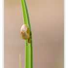 Kleine Schnecke