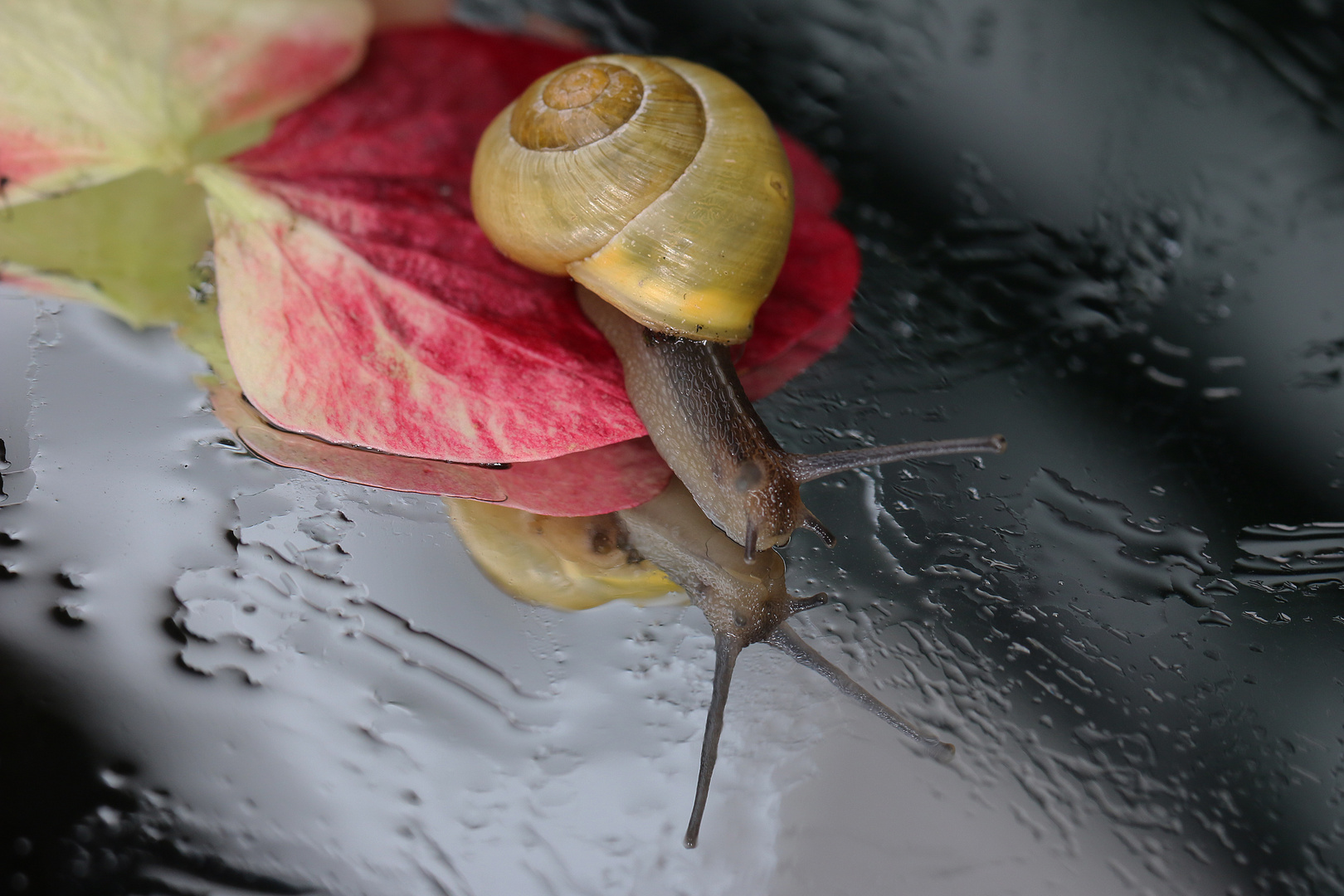 Kleine Schnecke