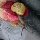 Kleine Schnecke