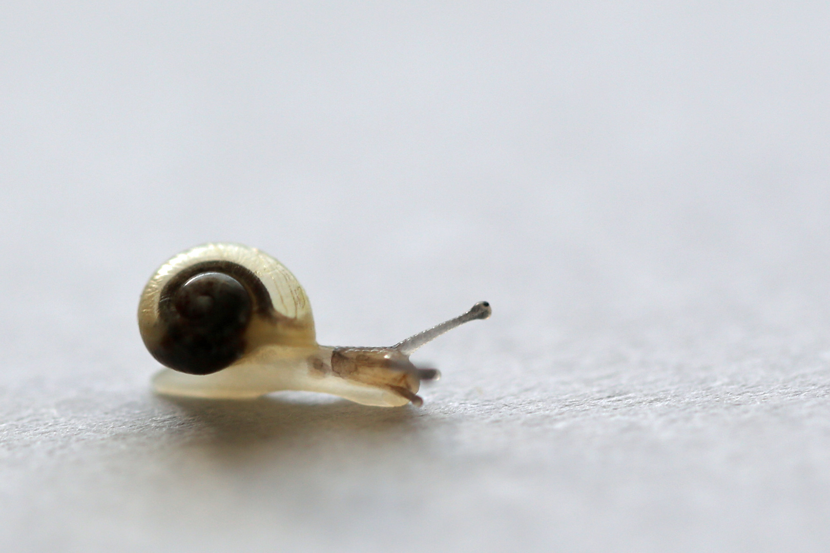 kleine Schnecke