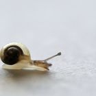 kleine Schnecke