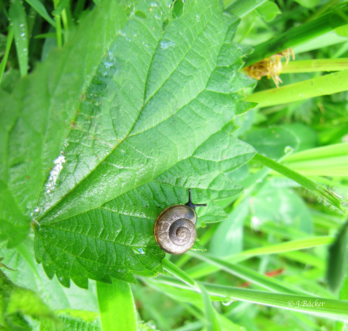 kleine Schnecke