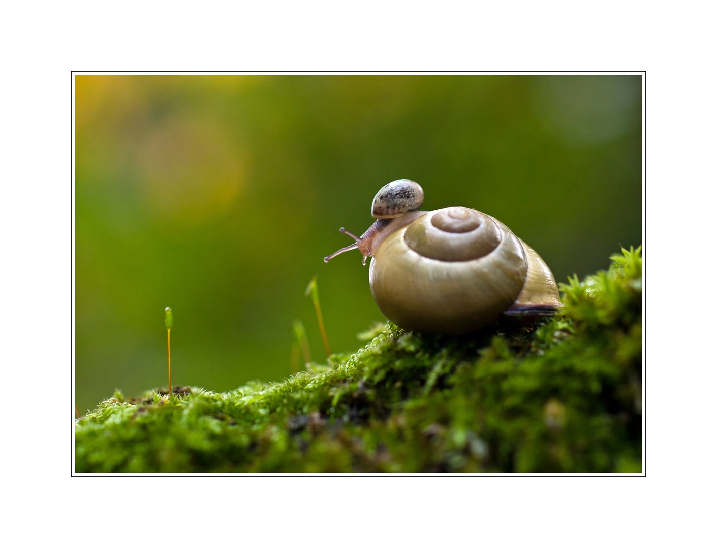 Kleine Schnecke