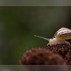 Kleine Schnecke