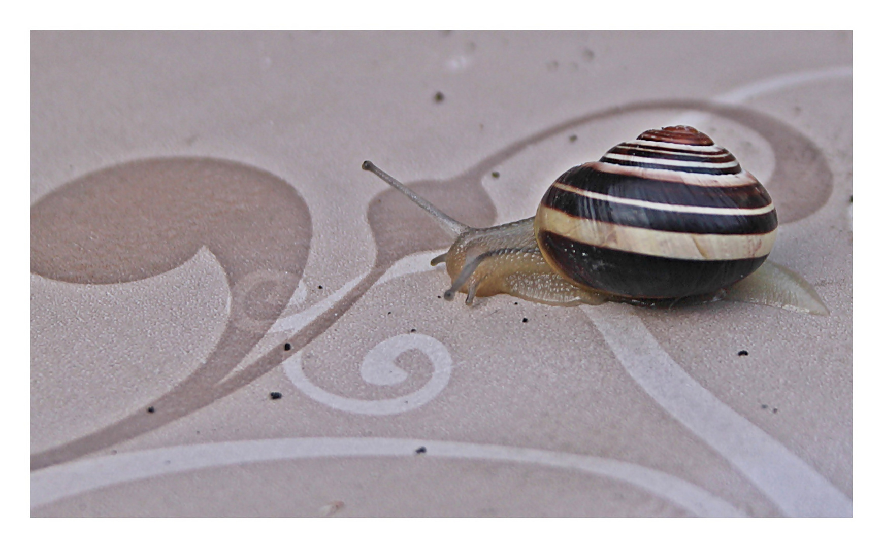 Kleine Schnecke 