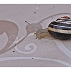 Kleine Schnecke 