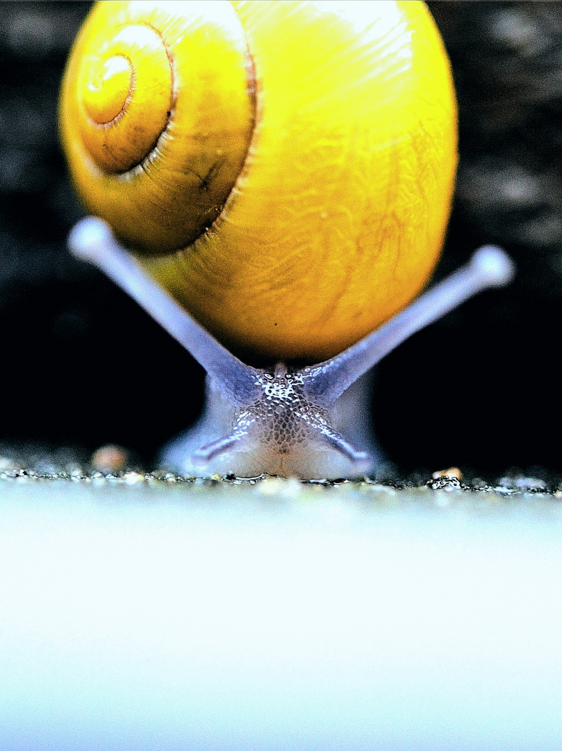 Kleine Schnecke