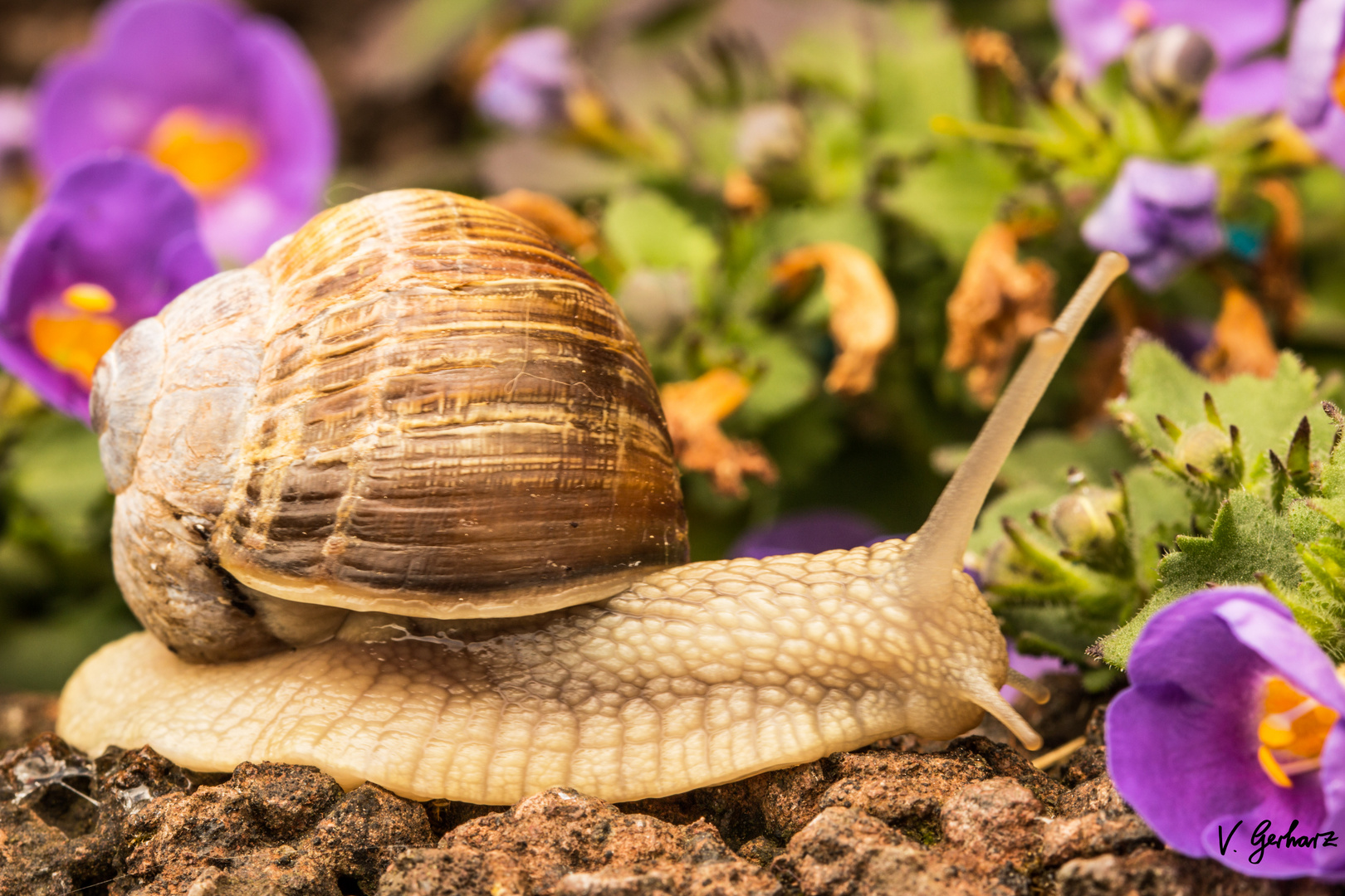 Kleine Schnecke ganz groß