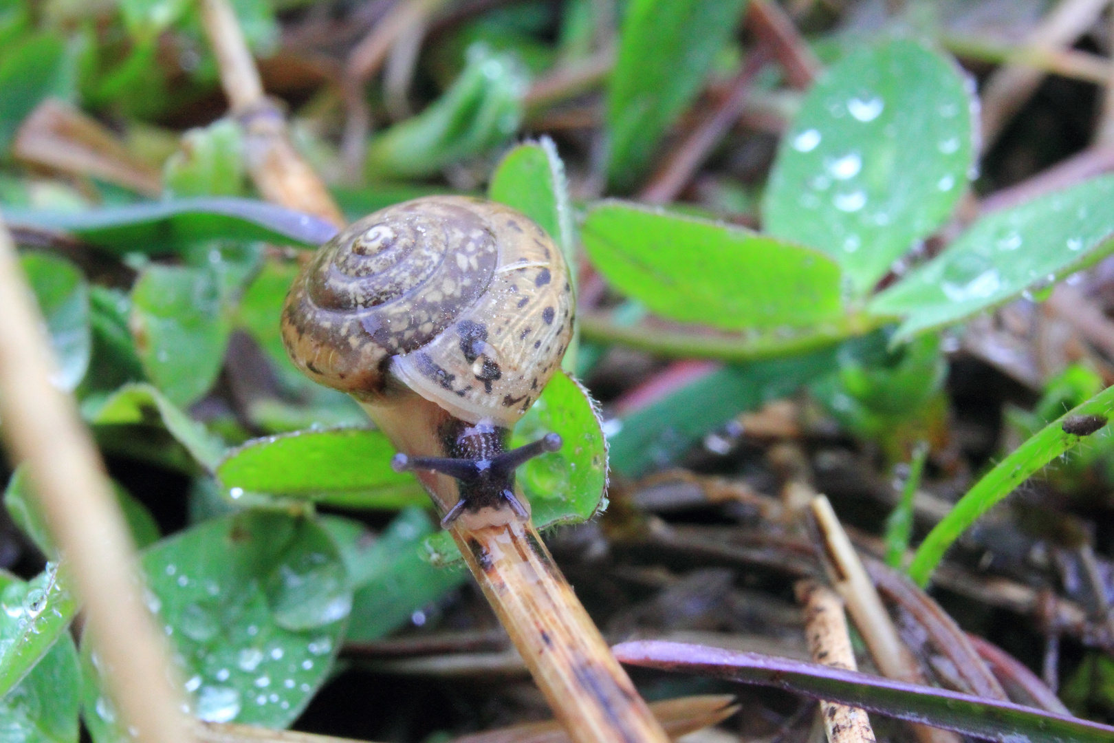 kleine Schnecke ganz groß