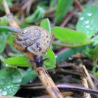 kleine Schnecke ganz groß