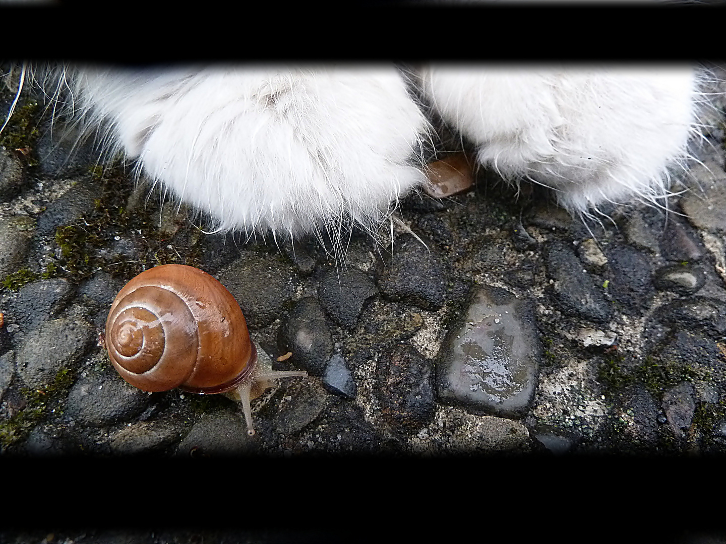 Kleine Schnecke große Katzentatzen