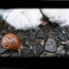 Kleine Schnecke große Katzentatzen