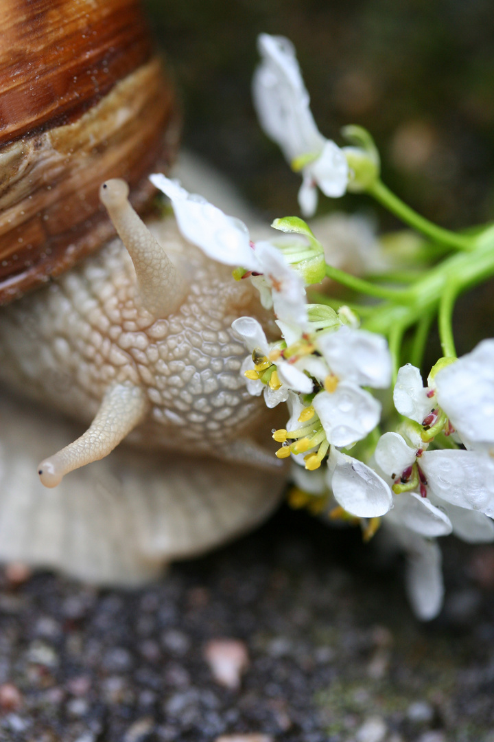 Kleine Schnecke - großer Hunger